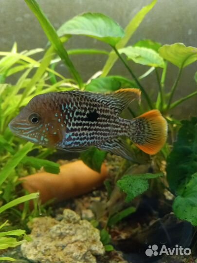 Акара бирюзовая, аулонокары. попугаи сапфировые