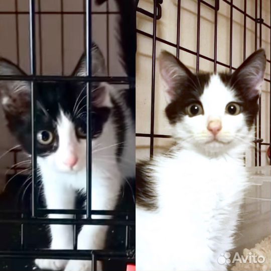 Котята бесплатно девочки черно-белые