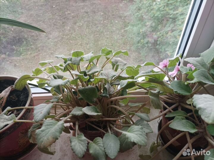 Фиалка в горшках