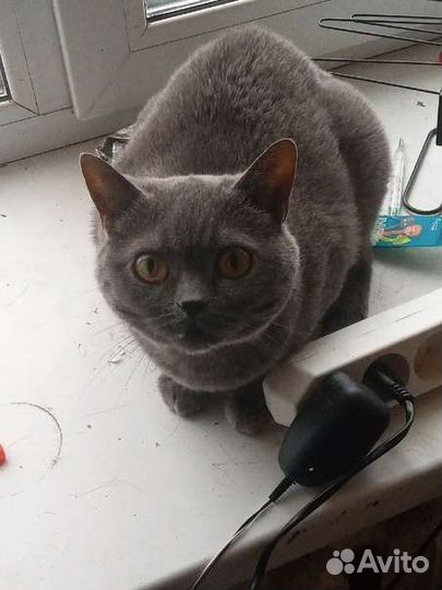 Британская