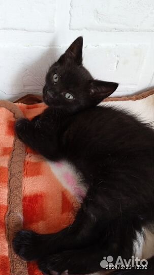 Кошка сибирская
