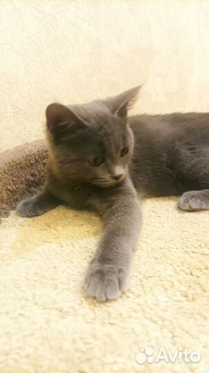 Котенок в добрые руки