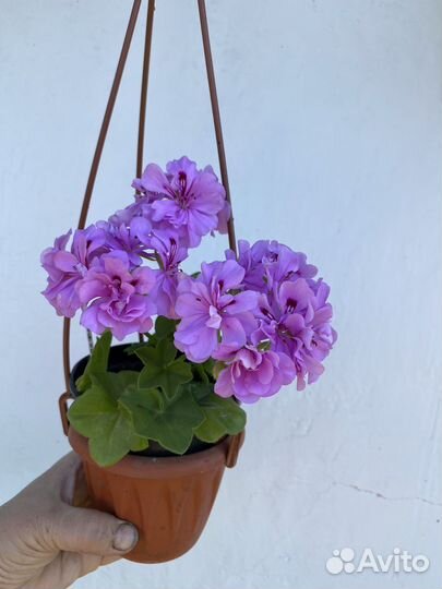 Пеларгония