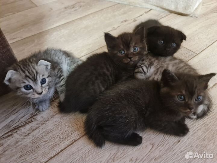 Шотландские котята