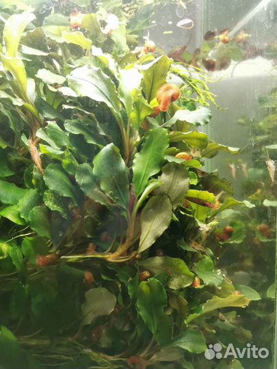 Мелании улитки