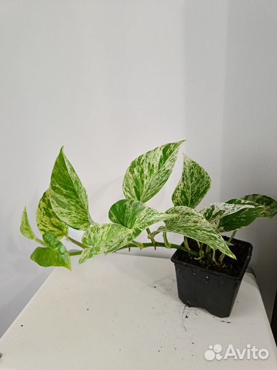 Эпипремнум Marble Queen