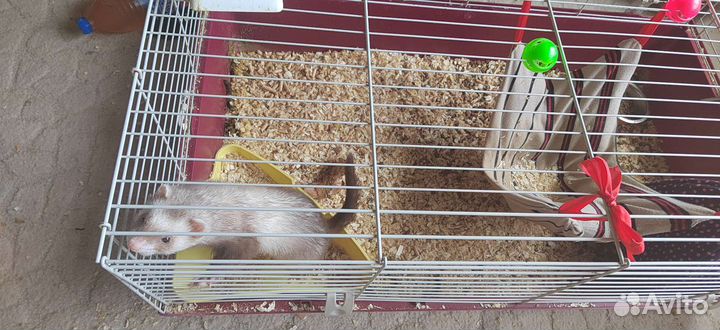 Хорек с клеткой