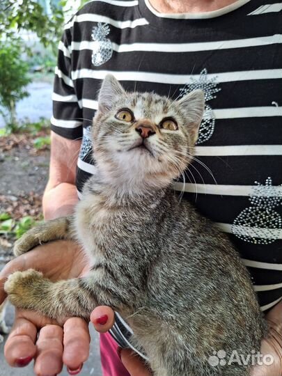 Котята
