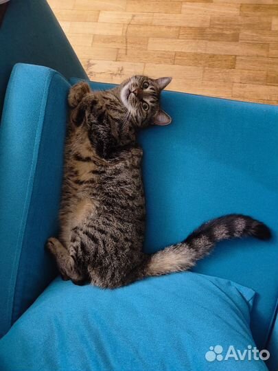 Кошки бесплатно