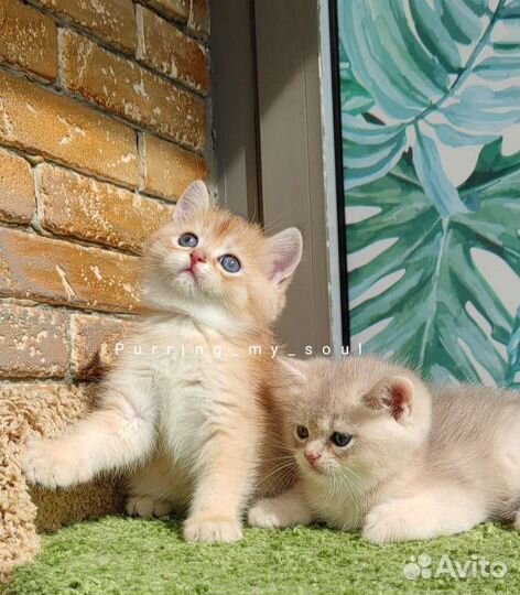 Котята золотая шиншилла, ny11, ау11 (папа 12)