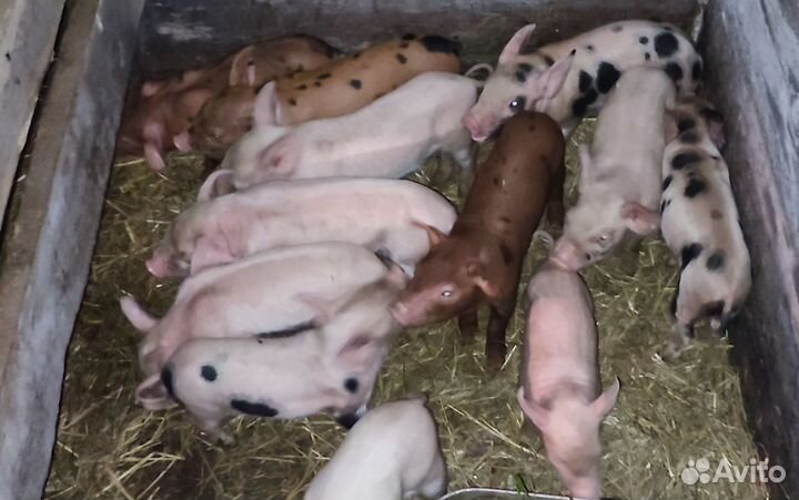 Поросята ландрас дюрок