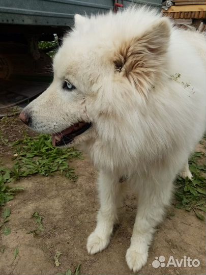 Самоедский шпиц
