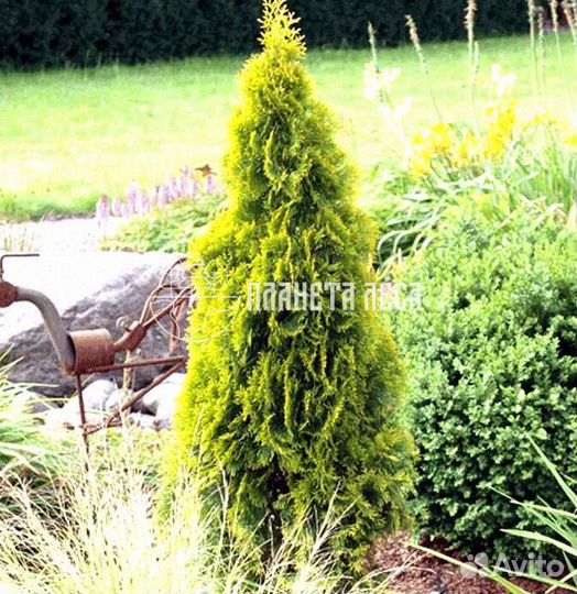 Туя западная Голден Смарагд Морозостойка