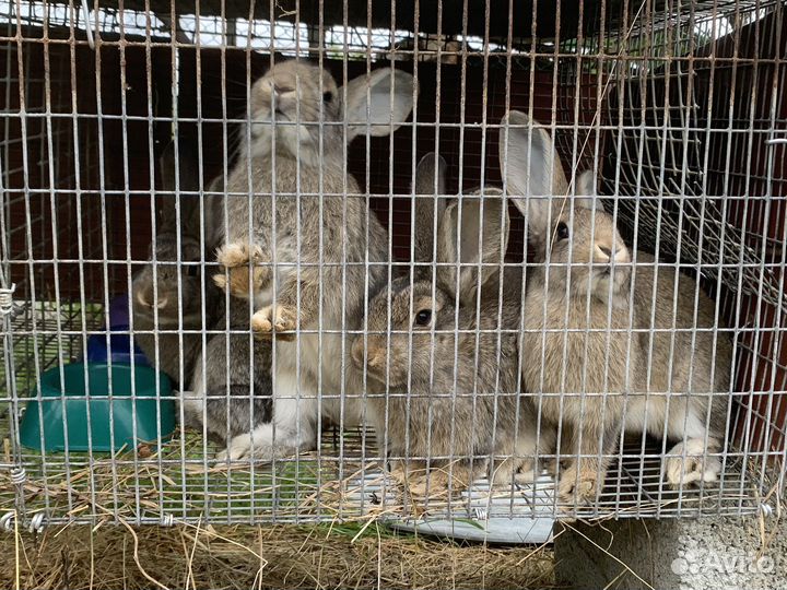 Кролик полу великан