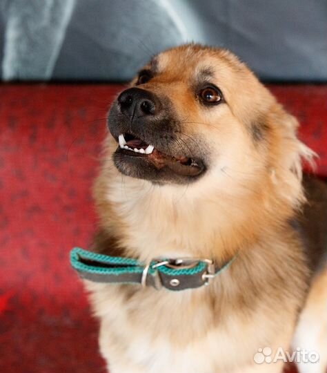 Отдаю молоденького песика Белла в добрые руки