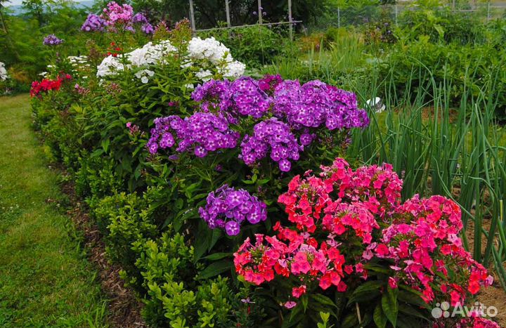 Флоксы многолетние
