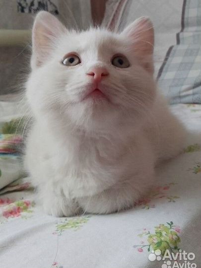 Котенок турецкой Ангоры