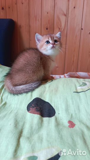 Золотые малыши