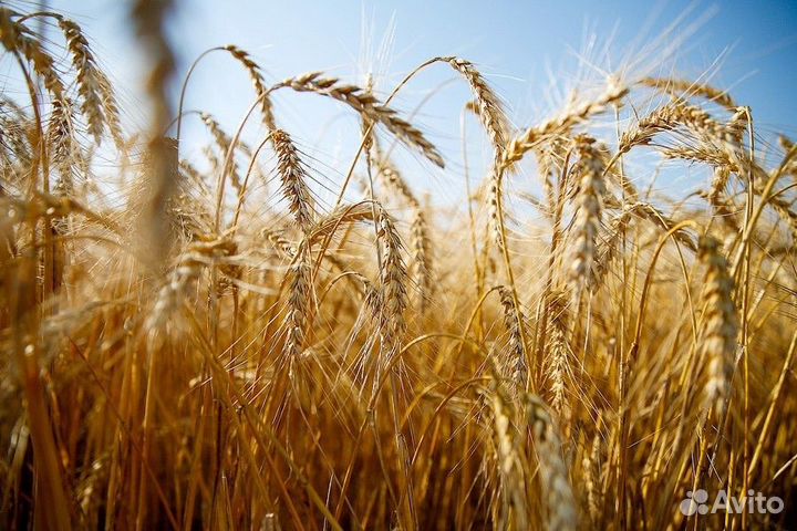 Трактористы, машинисты с/х производства