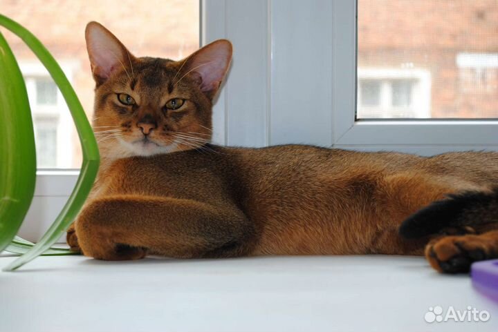 Абиссинские котятки