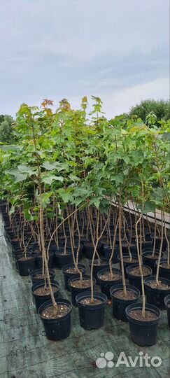 Клен остролистный