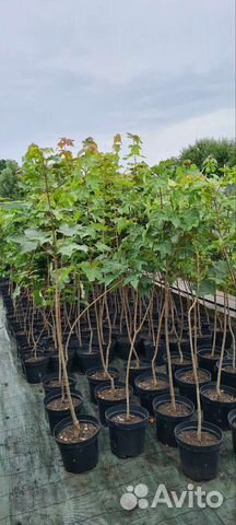 Клен остролистный