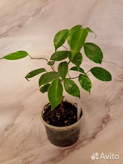 Фикус Вианди вариегатный