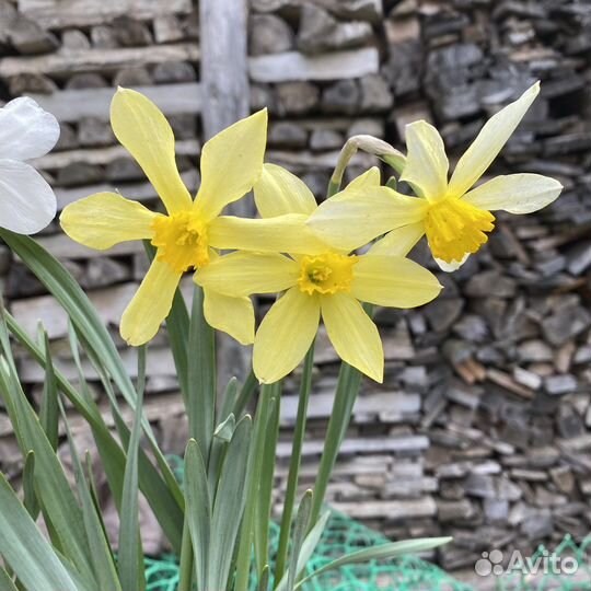 Луковицы нарцисса