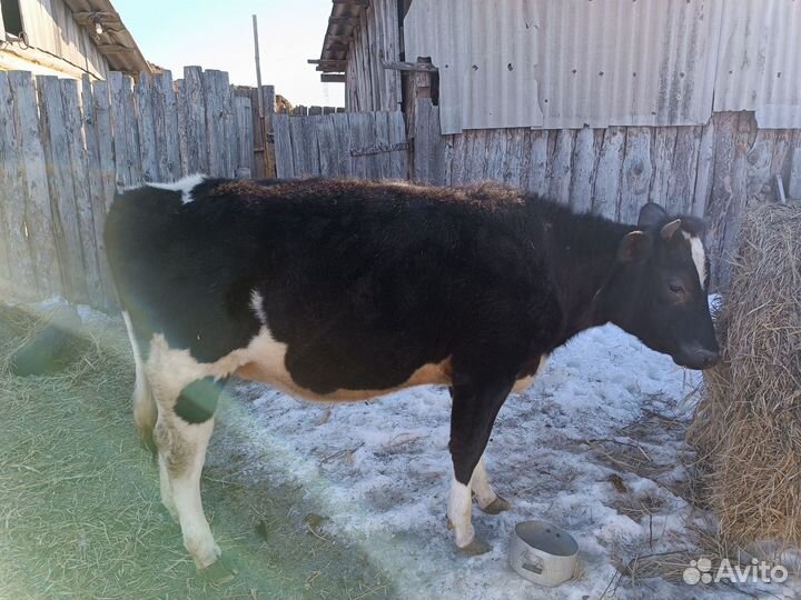 Стельная Телочка 1 год 2 месяца