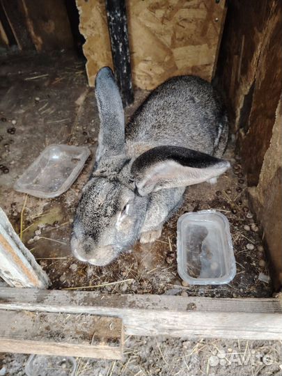 Кролики мясных пород