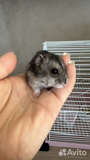 Хомяки вместе с клеткой