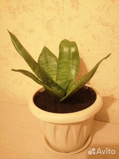 Комнатные цветы - Сансевиерия