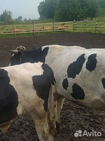 Быки и корова