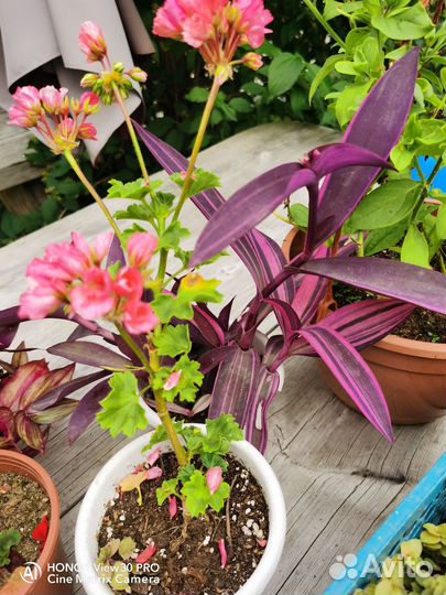 Сеткреазия, коллизия леди пинк/ розовая пантера