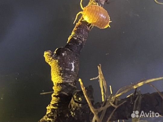 Мокрицы рыжие и коровки