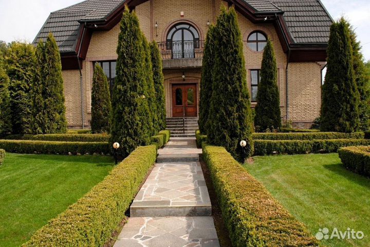 Туя екстра класса