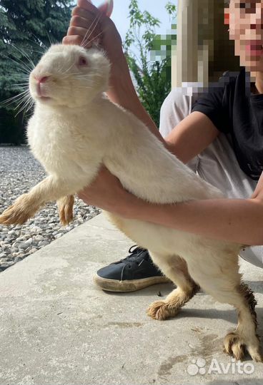 Кролик великан