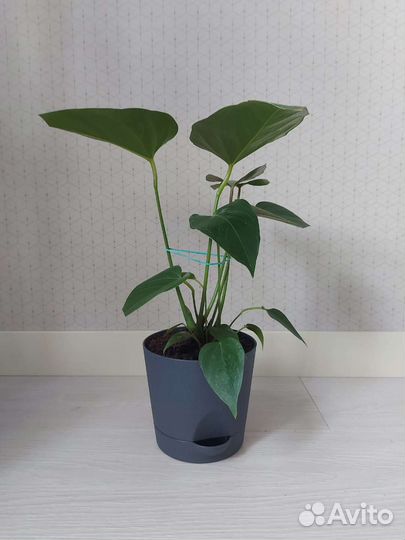 Антуриум красный