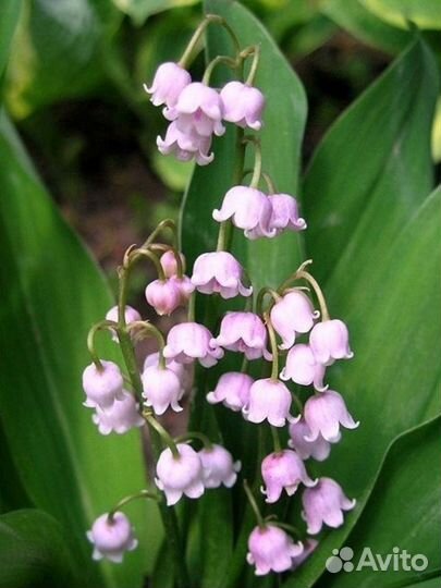 Ландыш Розеа