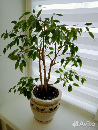 Фикус бенджамина
