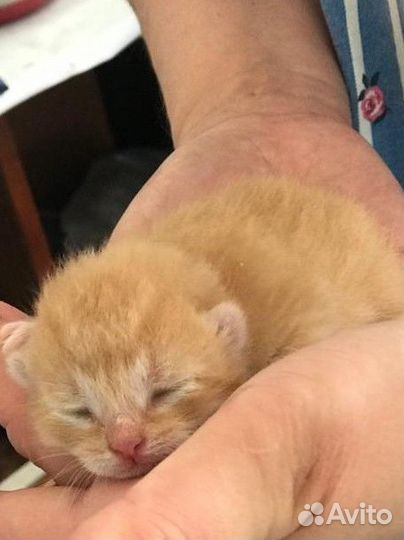 Коты рыжие