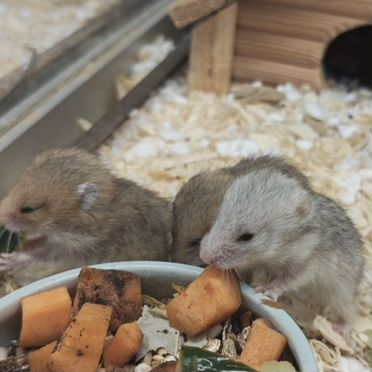 Сирийские хомячки малыши