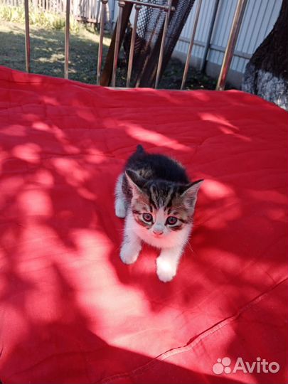 Котята бесплатно в добрые руки