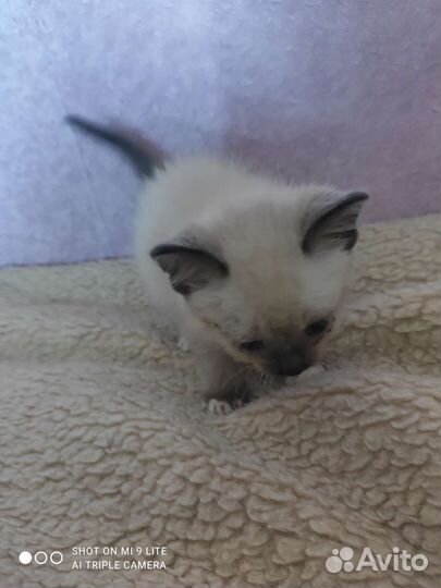 Кошка