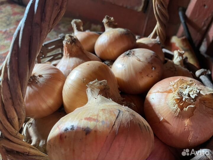 Продам лук
