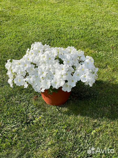 Петуния изи вейв