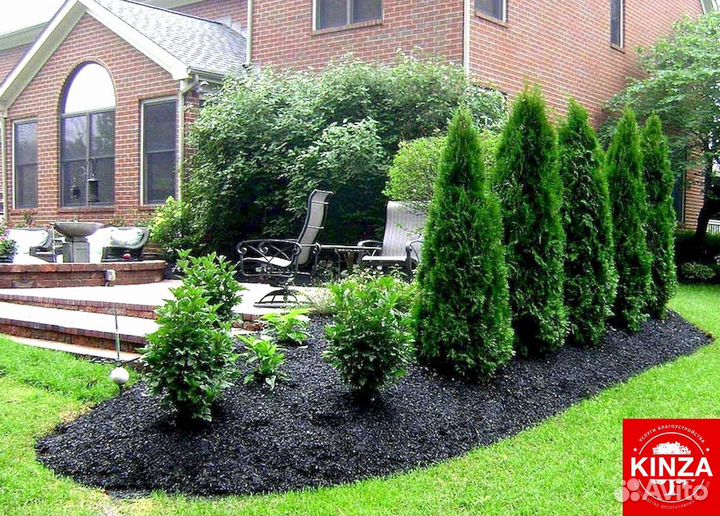 Туя колумна 1,24 м