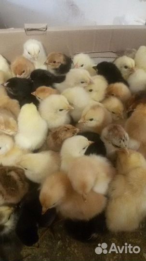 Перепелята,цыплята, суточные