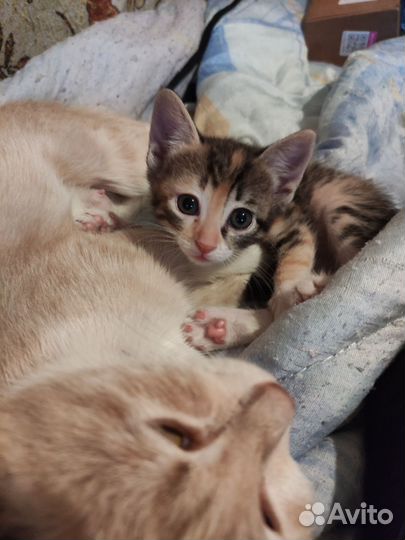 Котёнок