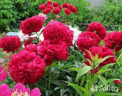 Саженцы пионов